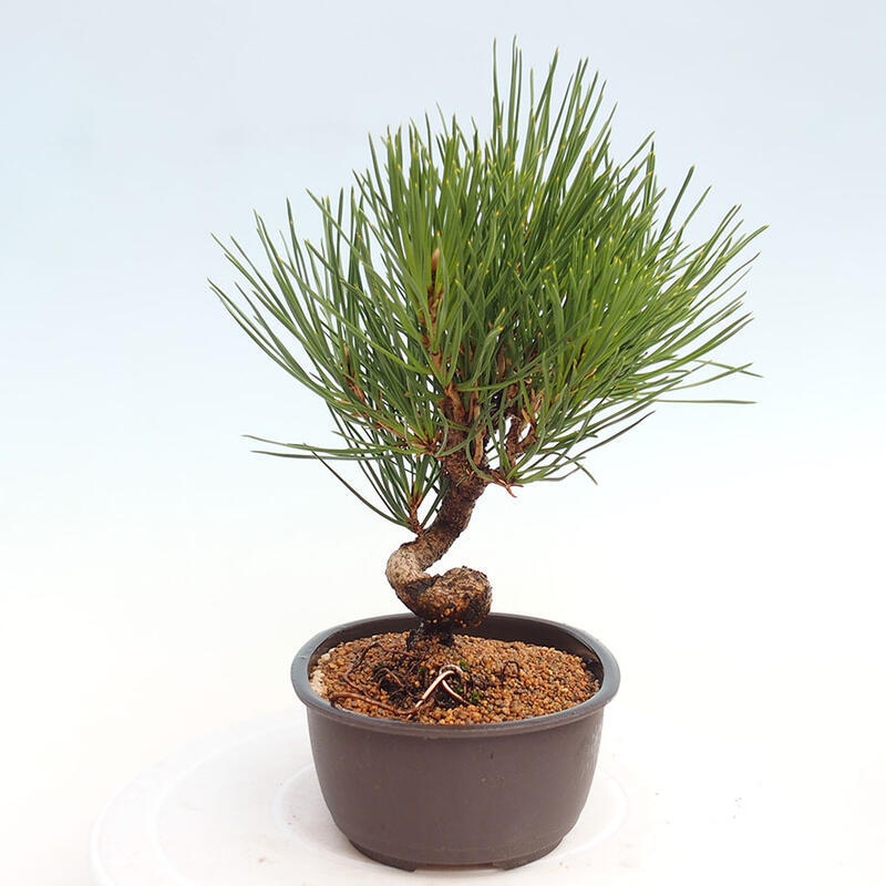 Bonsai im Freien - Pinus thunbergii - Thunbergia-Kiefer