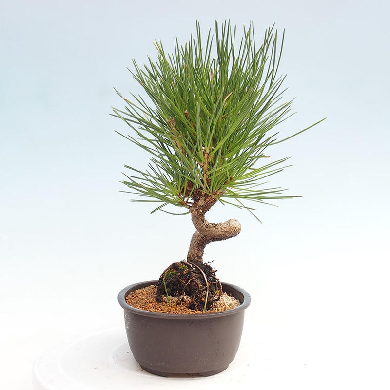 Bonsai im Freien - Pinus thunbergii - Thunbergia-Kiefer