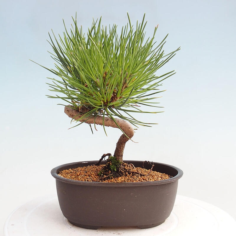 Bonsai im Freien - Pinus thunbergii - Thunbergia-Kiefer