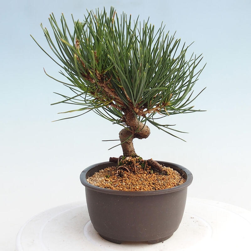 Bonsai im Freien - Pinus thunbergii - Thunbergia-Kiefer