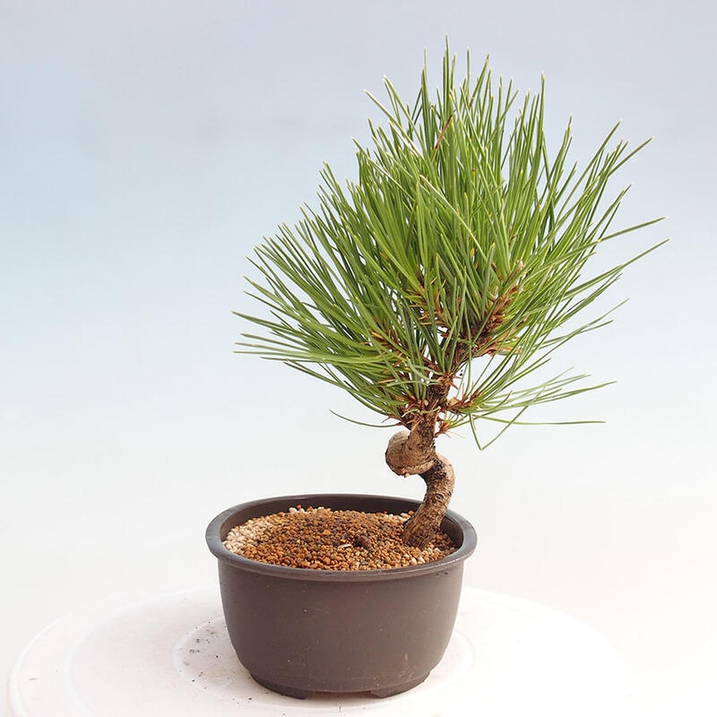 Bonsai im Freien - Pinus thunbergii - Thunbergia-Kiefer