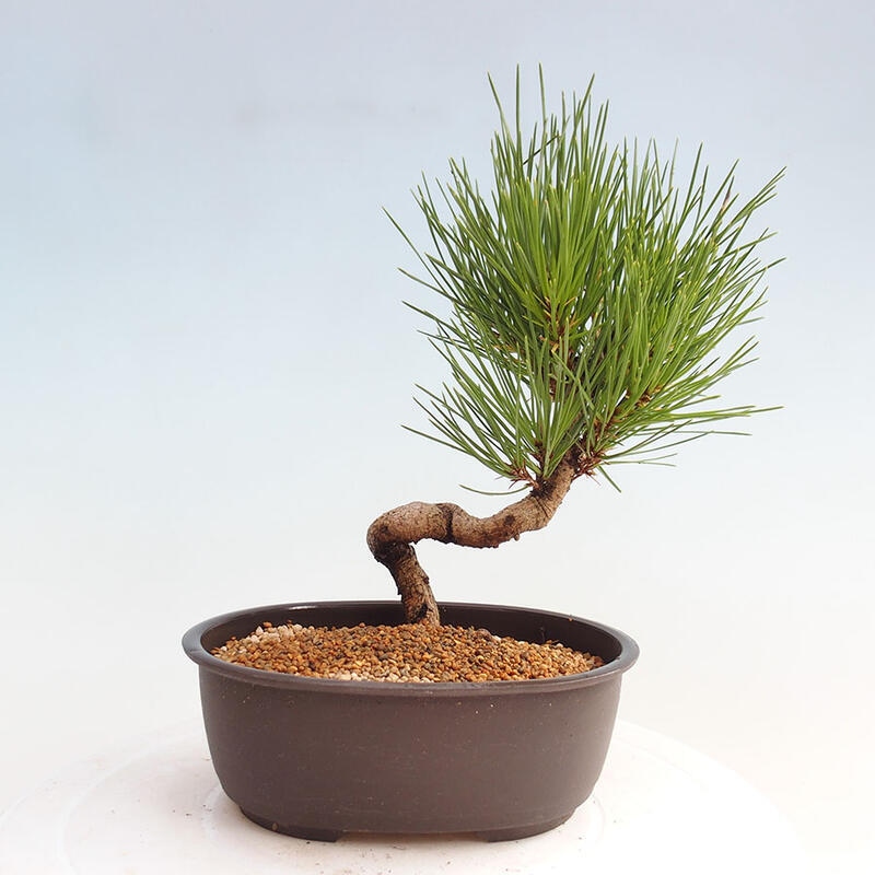 Bonsai im Freien - Pinus thunbergii - Thunbergia-Kiefer