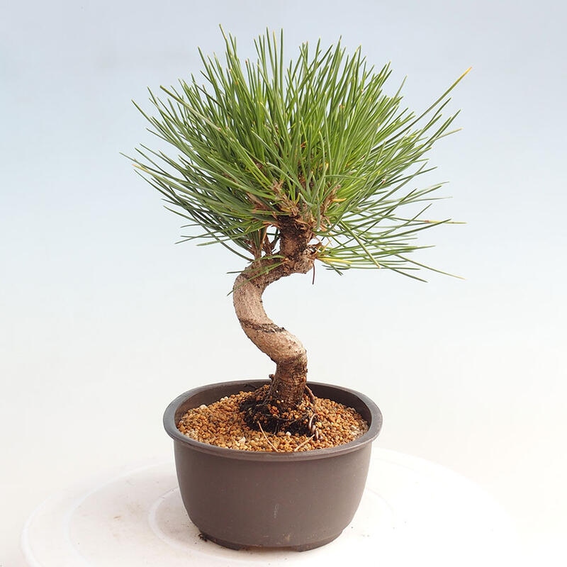 Bonsai im Freien - Pinus thunbergii - Thunbergia-Kiefer