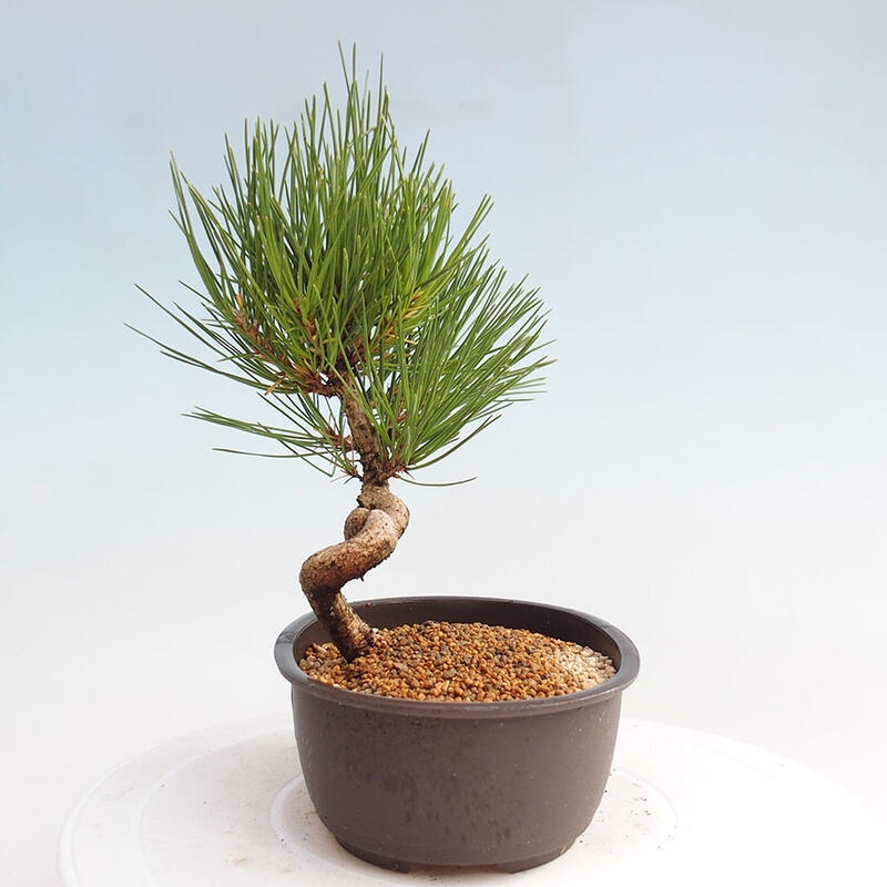 Bonsai im Freien - Pinus thunbergii - Thunbergia-Kiefer