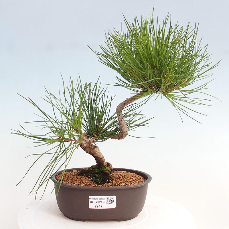 Bonsai im Freien - Pinus thunbergii - Thunbergia-Kiefer