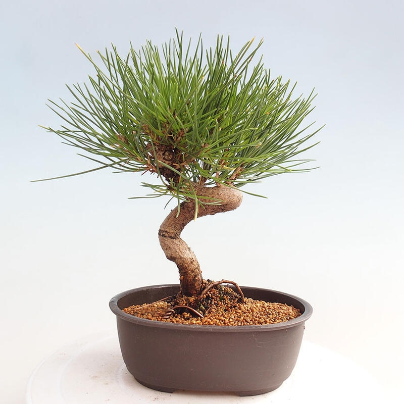 Bonsai im Freien - Pinus thunbergii - Thunbergia-Kiefer