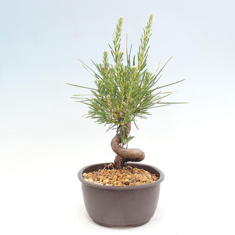 Bonsai im Freien - Pinus thunbergii - Thunbergia-Kiefer