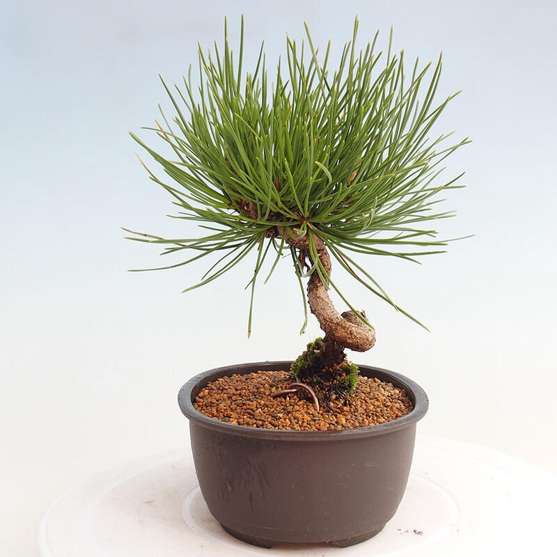 Bonsai im Freien - Pinus thunbergii - Thunbergia-Kiefer