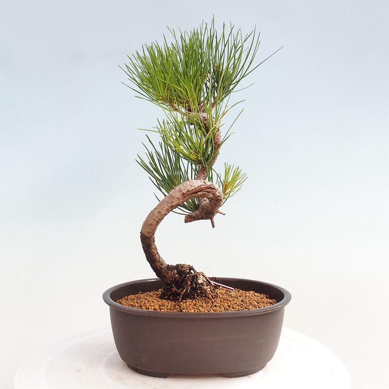 Bonsai im Freien - Pinus thunbergii - Thunbergia-Kiefer