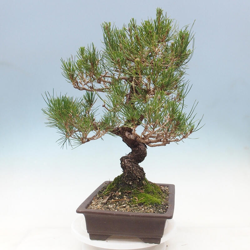 Bonsai im Freien - Pinus thunbergii - Thunbergia-Kiefer