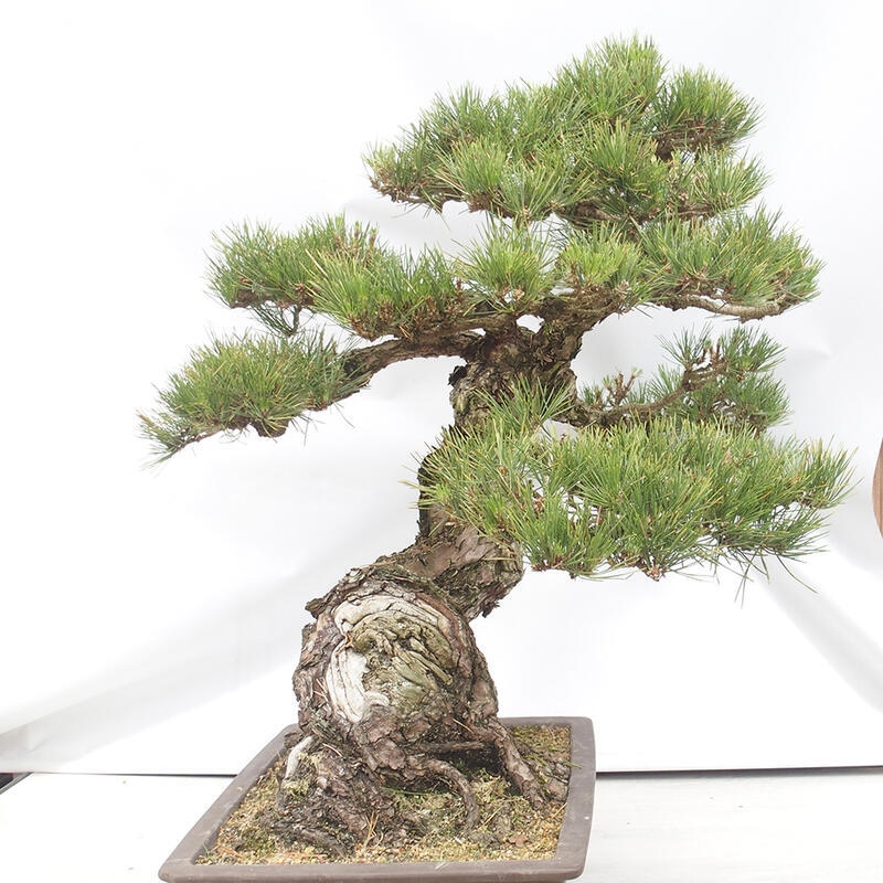 Outdoor-Bonsai - Pinus thunbergii - Thunbergkiefer