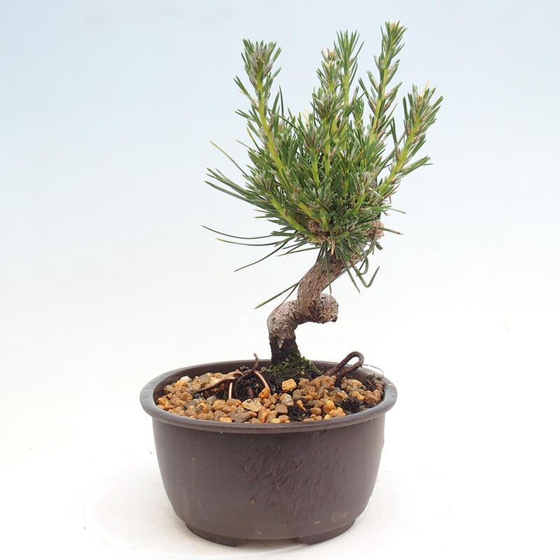 Bonsai im Freien - Pinus thunbergii - Thunbergia-Kiefer