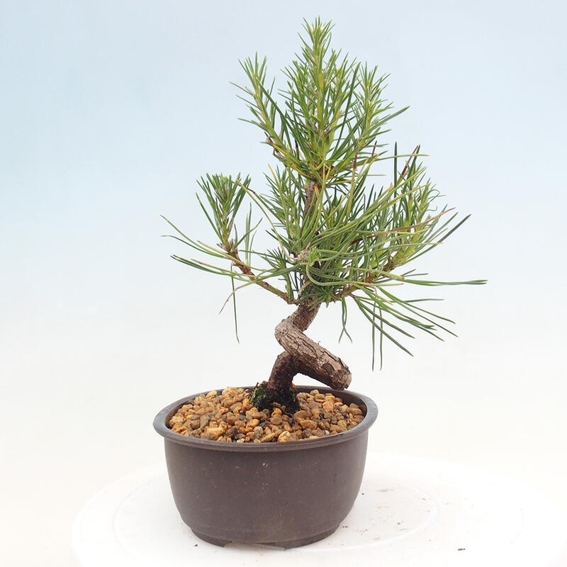 Bonsai im Freien - Pinus thunbergii - Thunbergia-Kiefer