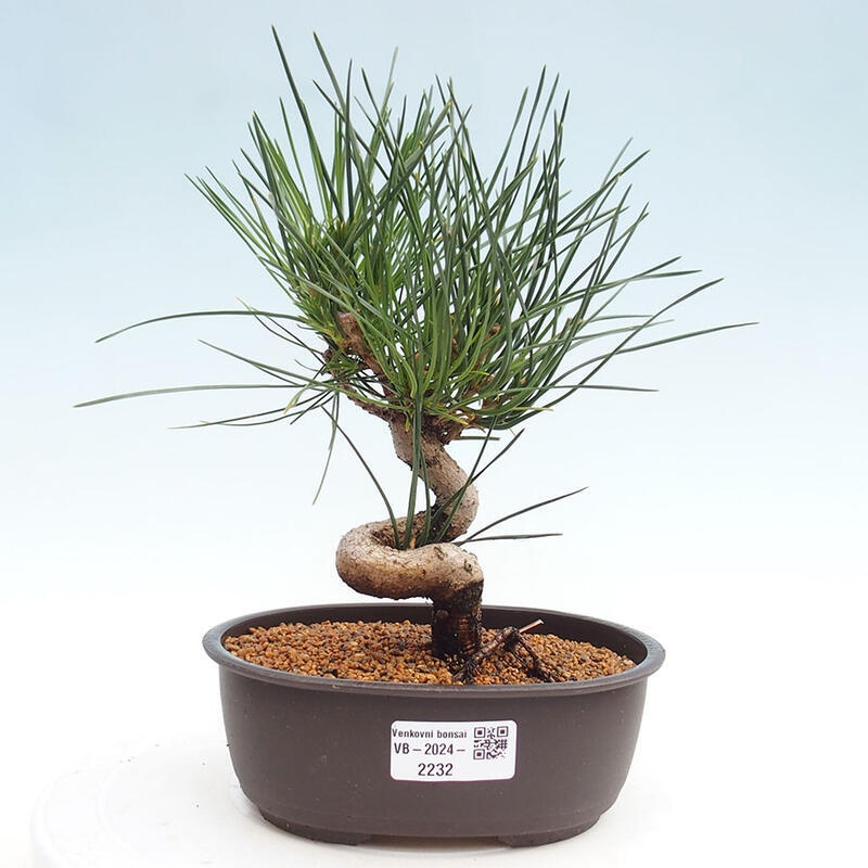 Bonsai im Freien - Pinus thunbergii - Thunbergia-Kiefer