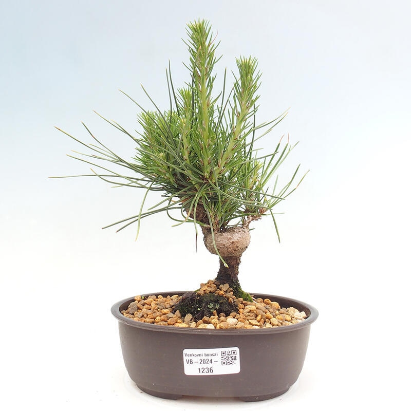 Bonsai im Freien - Pinus thunbergii - Thunbergia-Kiefer