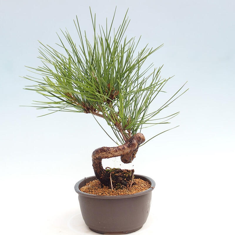 Bonsai im Freien - Pinus thunbergii - Thunbergia-Kiefer