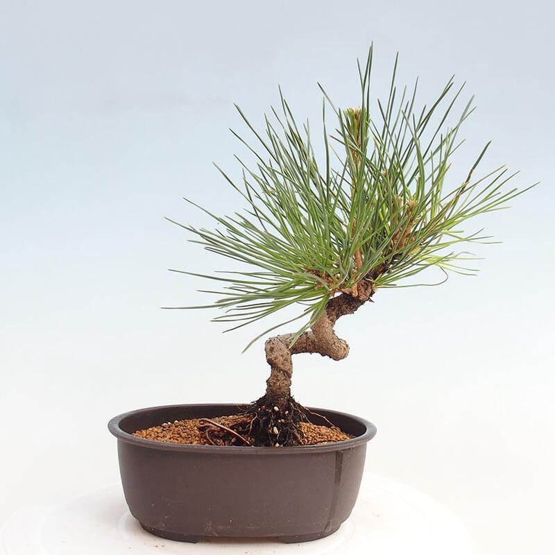 Bonsai im Freien - Pinus thunbergii - Thunbergia-Kiefer