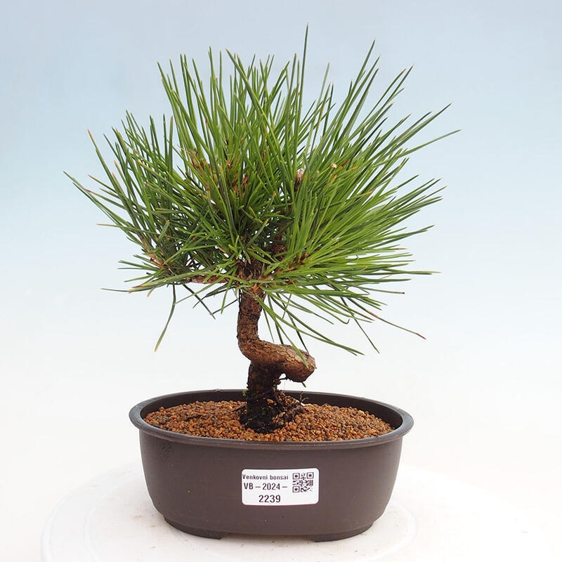 Bonsai im Freien - Pinus thunbergii - Thunbergia-Kiefer