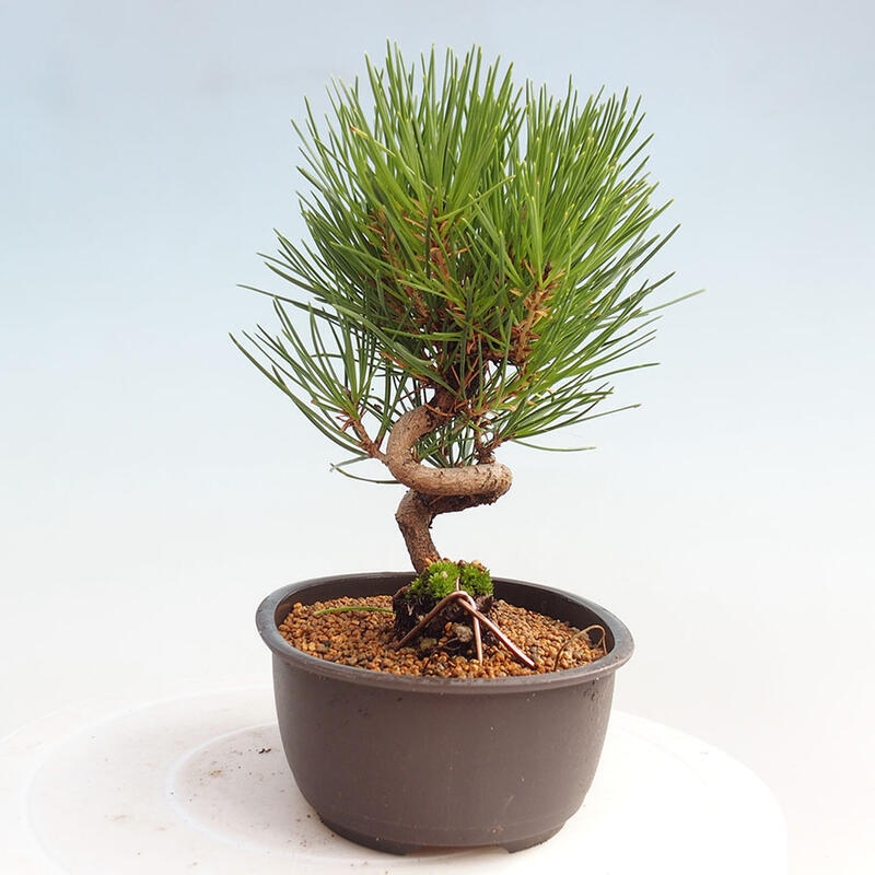 Bonsai im Freien - Pinus thunbergii - Thunbergia-Kiefer