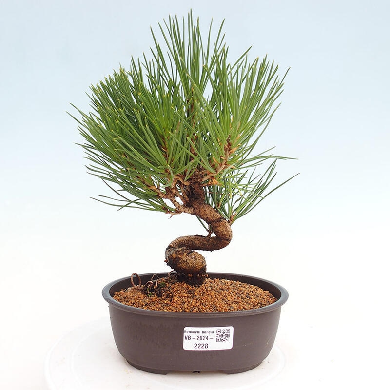 Bonsai im Freien - Pinus thunbergii - Thunbergia-Kiefer