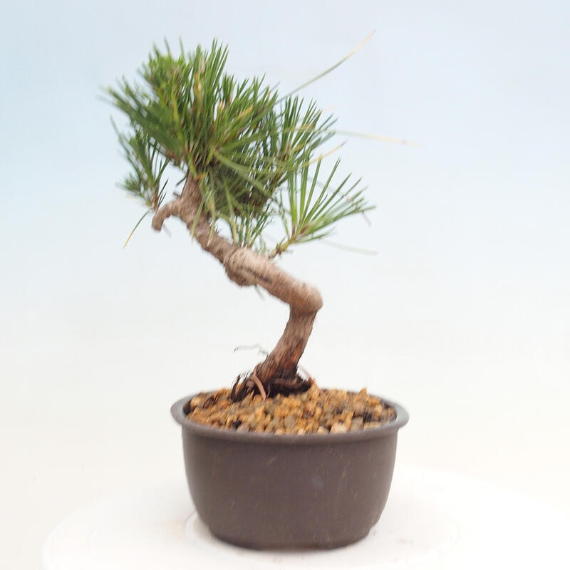 Bonsai im Freien - Pinus thunbergii - Thunbergia-Kiefer