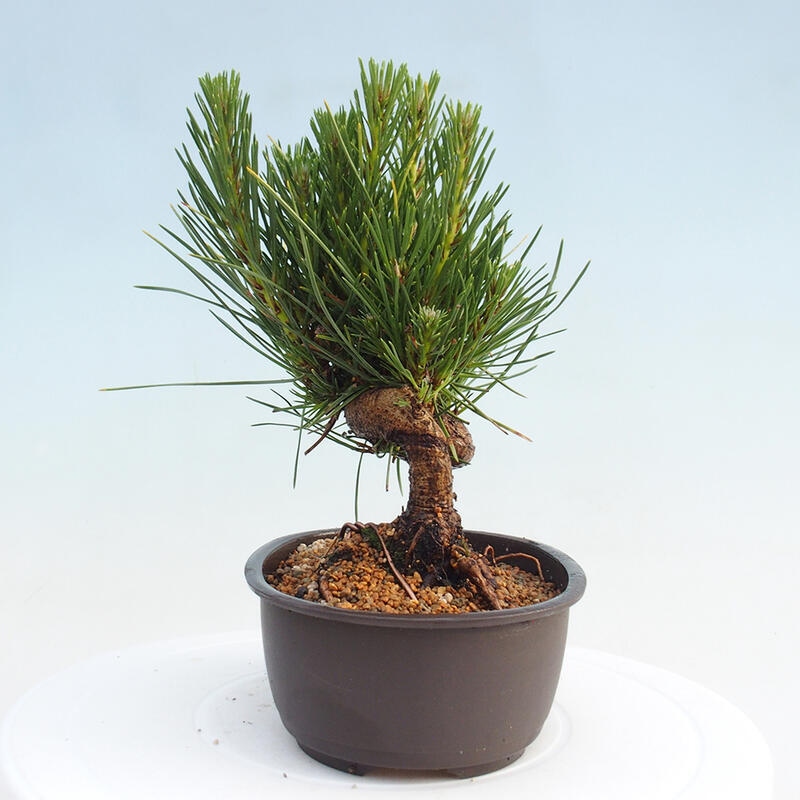 Bonsai im Freien - Pinus thunbergii - Thunbergia-Kiefer