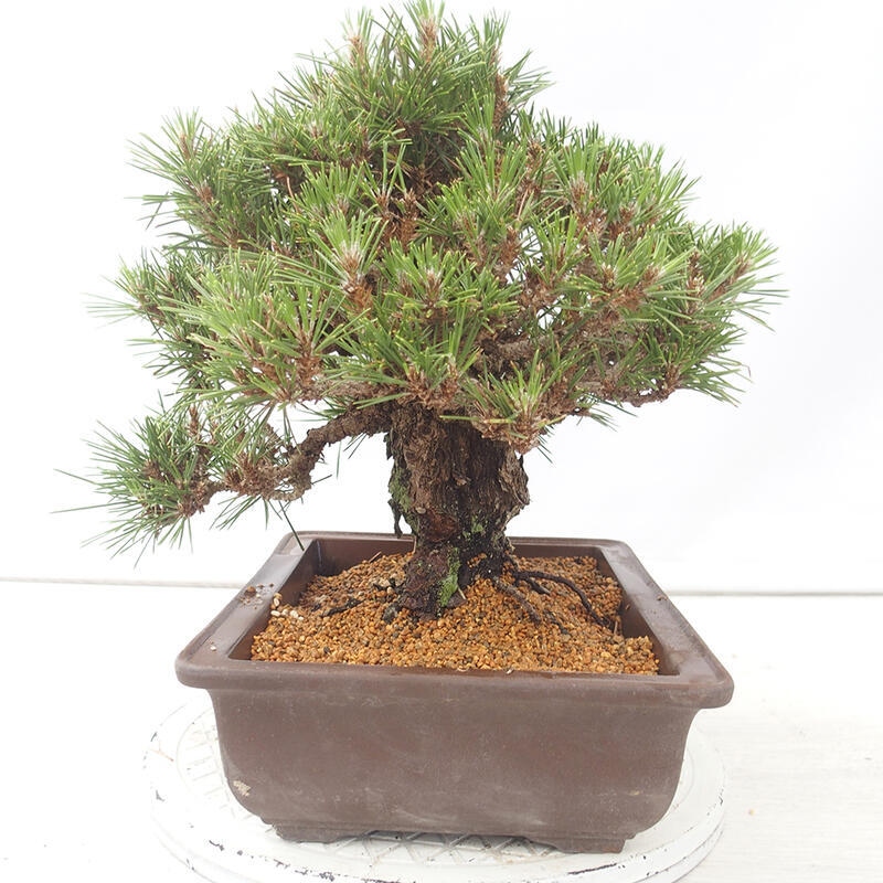 Outdoor-Bonsai - Pinus thunbergii - Thunbergkiefer