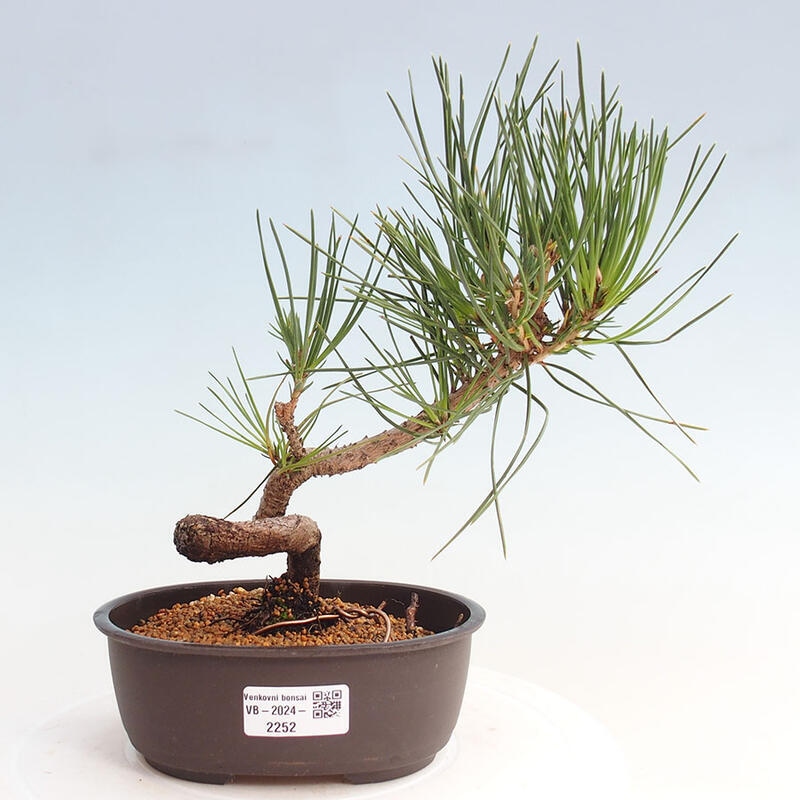 Bonsai im Freien - Pinus thunbergii - Thunbergia-Kiefer