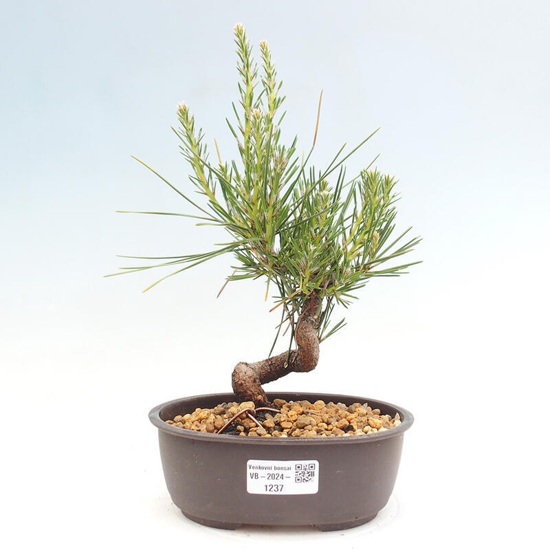 Bonsai im Freien - Pinus thunbergii - Thunbergia-Kiefer