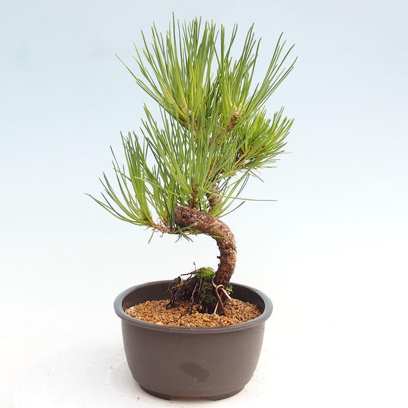 Bonsai im Freien - Pinus thunbergii - Thunbergia-Kiefer