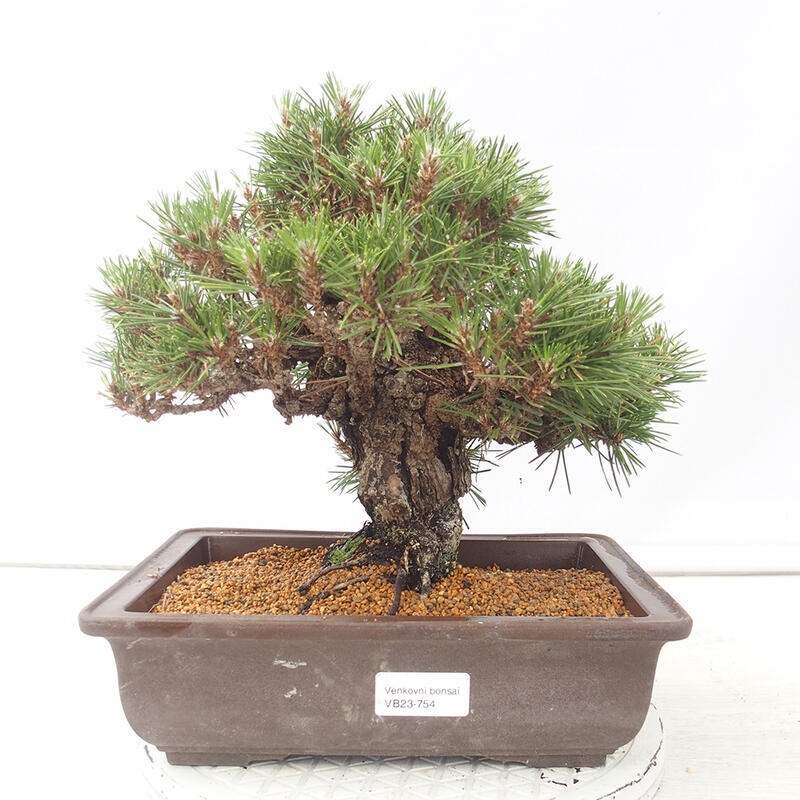 Outdoor-Bonsai - Pinus thunbergii - Thunbergkiefer