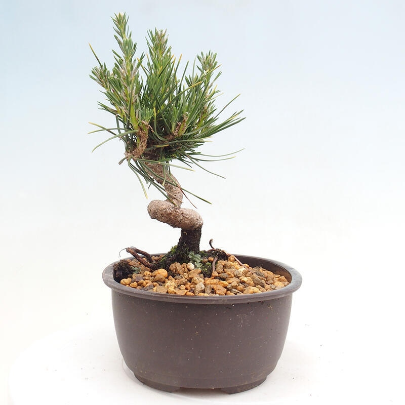 Bonsai im Freien - Pinus thunbergii - Thunbergia-Kiefer