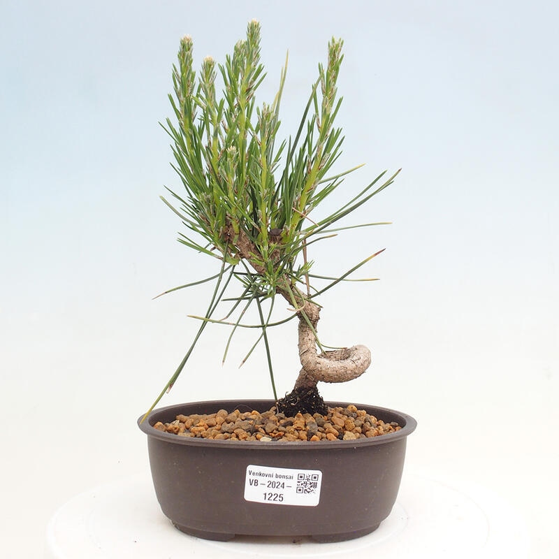 Bonsai im Freien - Pinus thunbergii - Thunbergia-Kiefer