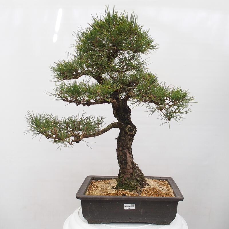 Outdoor-Bonsai - Pinus thunbergii - Thunbergkiefer