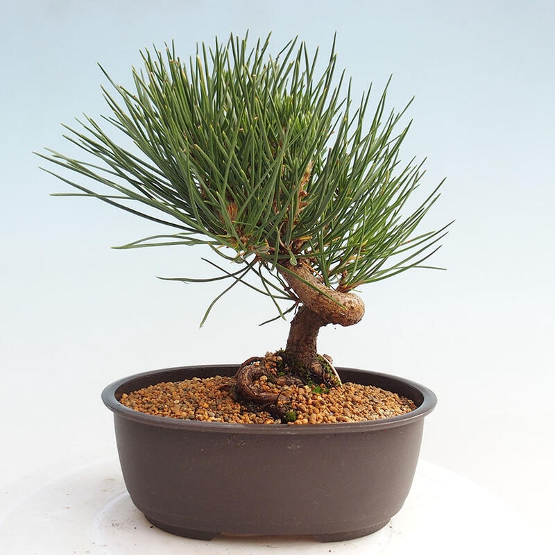 Bonsai im Freien - Pinus thunbergii - Thunbergia-Kiefer