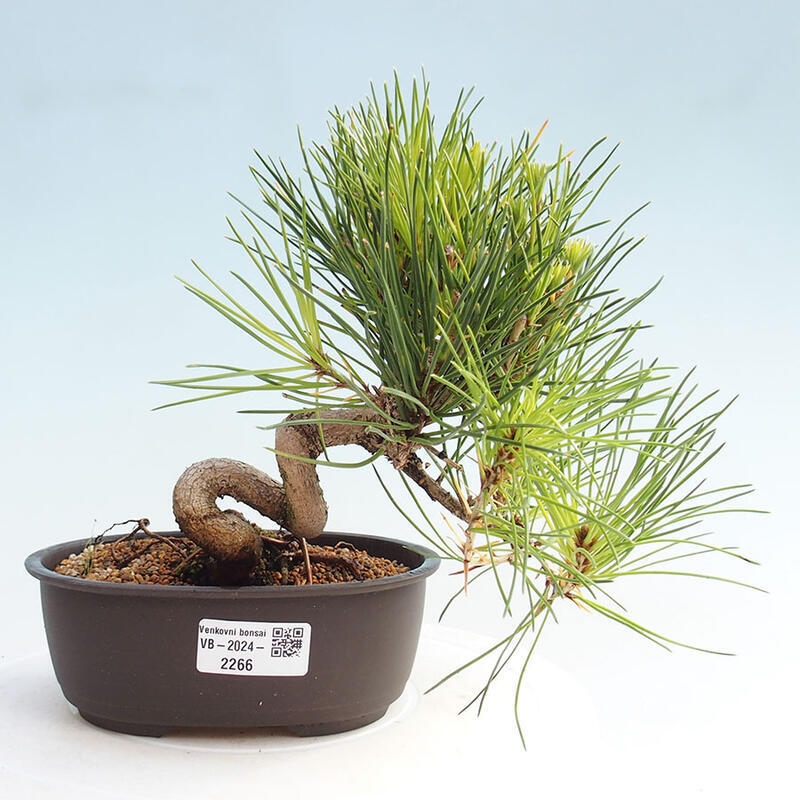 Bonsai im Freien - Pinus thunbergii - Thunbergia-Kiefer