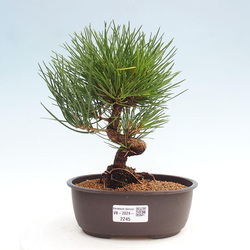 Bonsai im Freien - Pinus thunbergii - Thunbergia-Kiefer