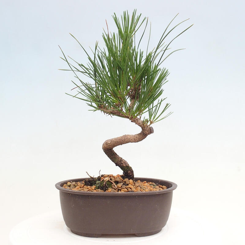 Bonsai im Freien - Pinus thunbergii - Thunbergia-Kiefer