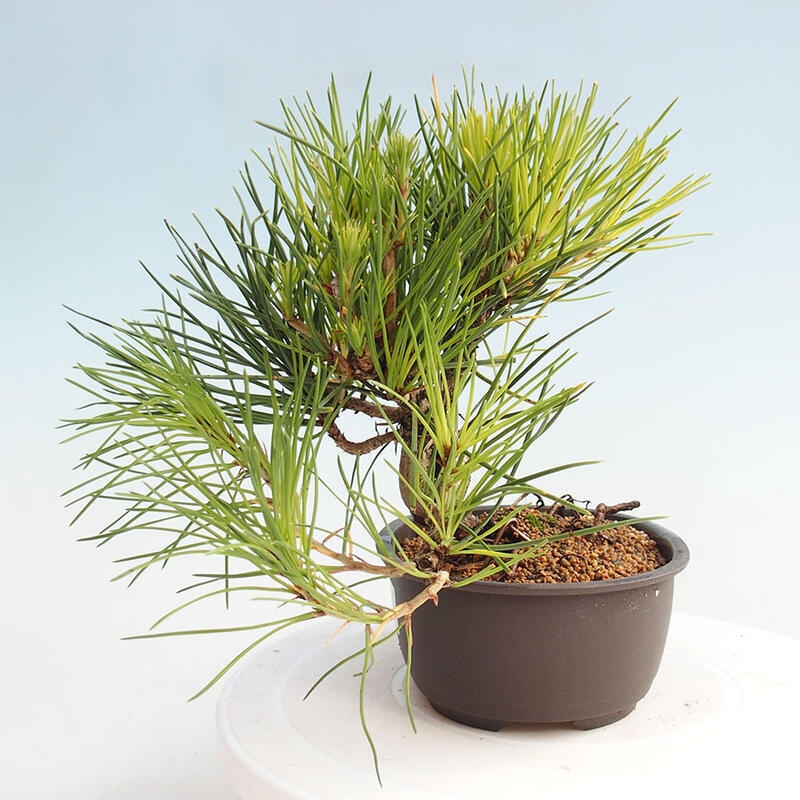 Bonsai im Freien - Pinus thunbergii - Thunbergia-Kiefer