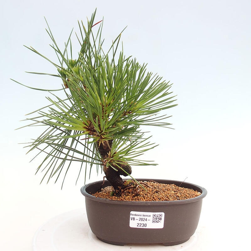 Bonsai im Freien - Pinus thunbergii - Thunbergia-Kiefer