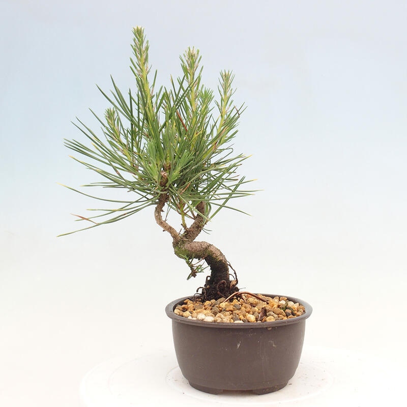 Bonsai im Freien - Pinus thunbergii - Thunbergia-Kiefer