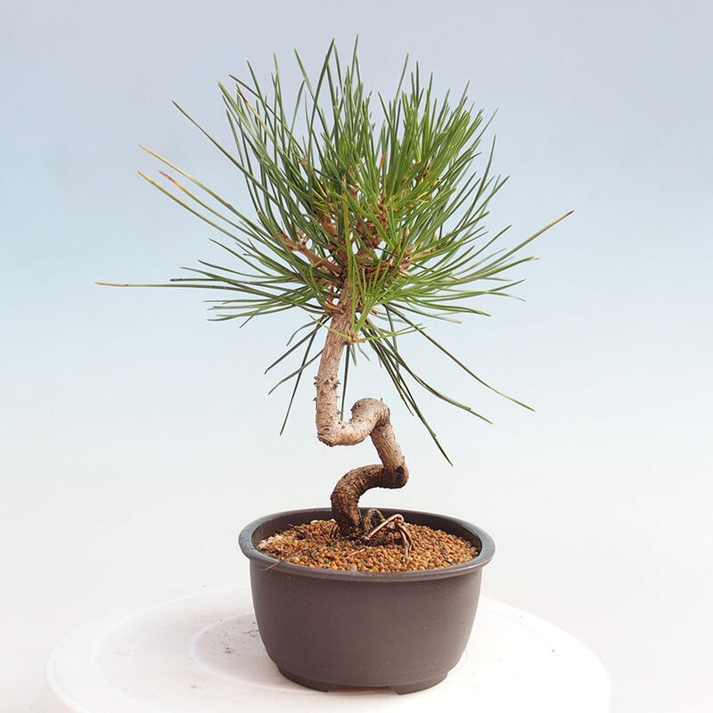 Bonsai im Freien - Pinus thunbergii - Thunbergia-Kiefer