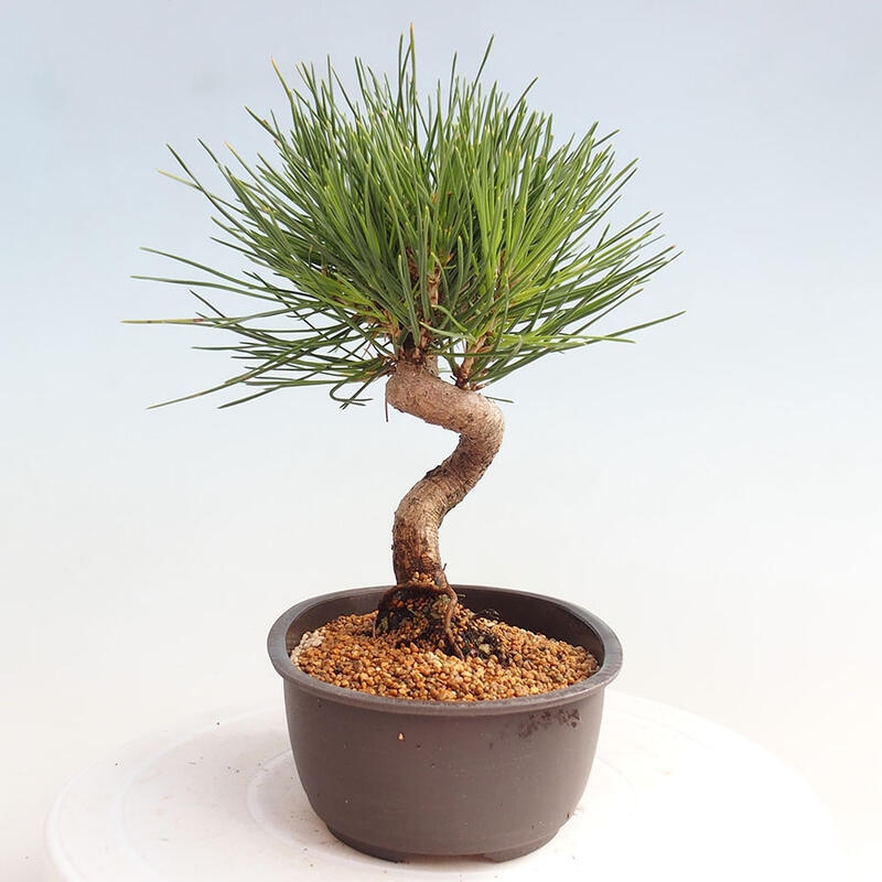 Bonsai im Freien - Pinus thunbergii - Thunbergia-Kiefer