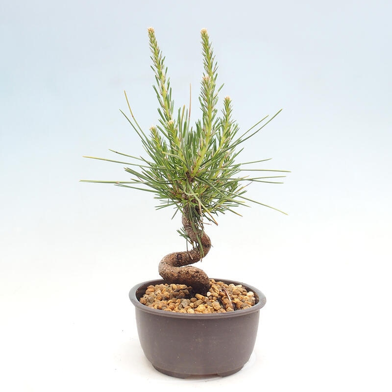 Bonsai im Freien - Pinus thunbergii - Thunbergia-Kiefer