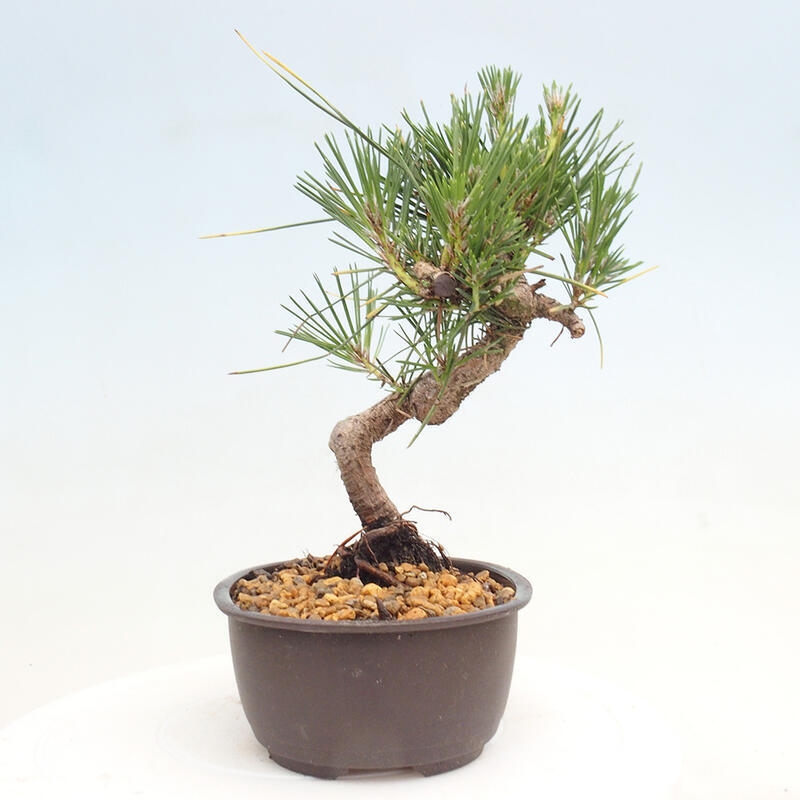 Bonsai im Freien - Pinus thunbergii - Thunbergia-Kiefer