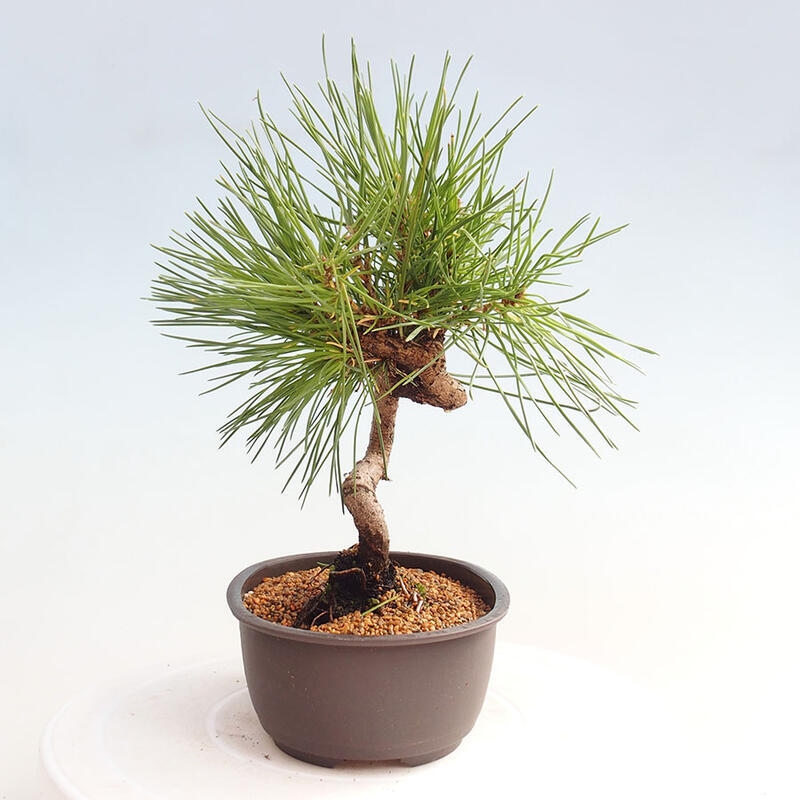 Bonsai im Freien - Pinus thunbergii - Thunbergia-Kiefer