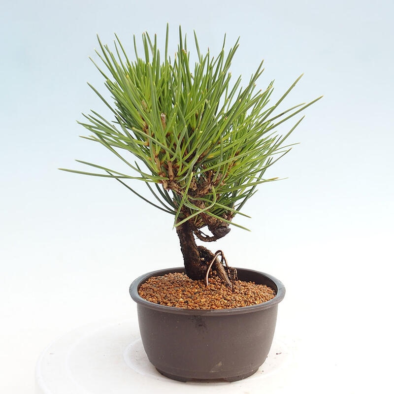 Bonsai im Freien - Pinus thunbergii - Thunbergia-Kiefer