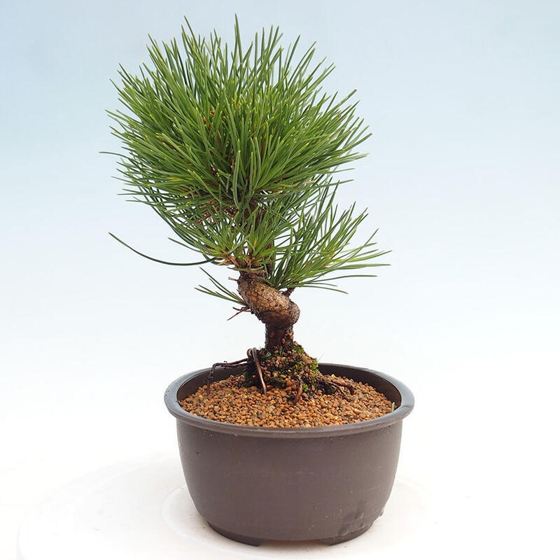 Bonsai im Freien - Pinus thunbergii - Thunbergia-Kiefer