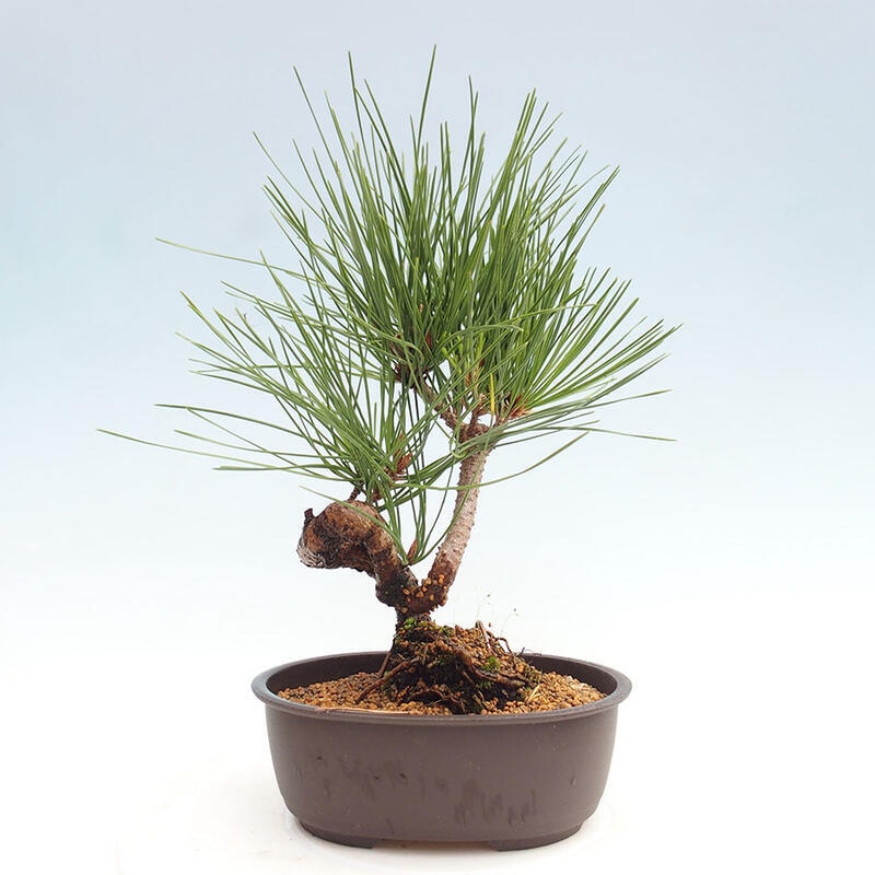 Bonsai im Freien - Pinus thunbergii - Thunbergia-Kiefer