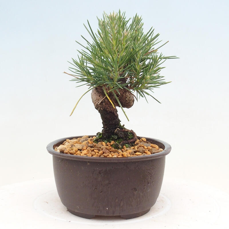 Bonsai im Freien - Pinus thunbergii - Thunbergia-Kiefer